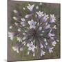 Allium Family, 2020 (Pastel)-Margo Starkey-Mounted Giclee Print