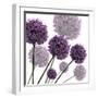 Allium Fernandez, 2004-Sarah Hough-Framed Giclee Print