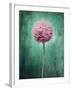 Allium, Flower, Blossom, Still Life, Allium Giganteum, Pink, Turquoise-Axel Killian-Framed Photographic Print