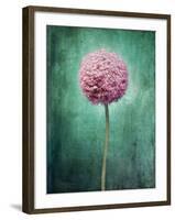 Allium, Flower, Blossom, Still Life, Allium Giganteum, Pink, Turquoise-Axel Killian-Framed Photographic Print