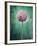 Allium, Flower, Blossom, Still Life, Allium Giganteum, Pink, Turquoise-Axel Killian-Framed Photographic Print