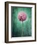 Allium, Flower, Blossom, Still Life, Allium Giganteum, Pink, Turquoise-Axel Killian-Framed Photographic Print