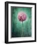 Allium, Flower, Blossom, Still Life, Allium Giganteum, Pink, Turquoise-Axel Killian-Framed Photographic Print