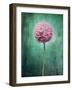 Allium, Flower, Blossom, Still Life, Allium Giganteum, Pink, Turquoise-Axel Killian-Framed Photographic Print