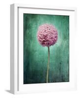 Allium, Flower, Blossom, Still Life, Allium Giganteum, Pink, Turquoise-Axel Killian-Framed Photographic Print