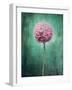 Allium, Flower, Blossom, Still Life, Allium Giganteum, Pink, Turquoise-Axel Killian-Framed Photographic Print