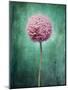 Allium, Flower, Blossom, Still Life, Allium Giganteum, Pink, Turquoise-Axel Killian-Mounted Photographic Print