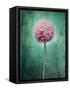 Allium, Flower, Blossom, Still Life, Allium Giganteum, Pink, Turquoise-Axel Killian-Framed Stretched Canvas