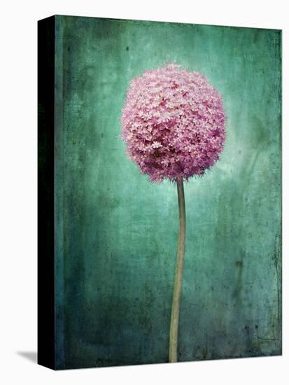 Allium, Flower, Blossom, Still Life, Allium Giganteum, Pink, Turquoise-Axel Killian-Stretched Canvas