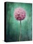 Allium, Flower, Blossom, Still Life, Allium Giganteum, Pink, Turquoise-Axel Killian-Stretched Canvas