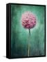 Allium, Flower, Blossom, Still Life, Allium Giganteum, Pink, Turquoise-Axel Killian-Framed Stretched Canvas