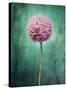 Allium, Flower, Blossom, Still Life, Allium Giganteum, Pink, Turquoise-Axel Killian-Stretched Canvas
