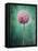 Allium, Flower, Blossom, Still Life, Allium Giganteum, Pink, Turquoise-Axel Killian-Framed Stretched Canvas