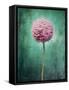 Allium, Flower, Blossom, Still Life, Allium Giganteum, Pink, Turquoise-Axel Killian-Framed Stretched Canvas