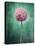 Allium, Flower, Blossom, Still Life, Allium Giganteum, Pink, Turquoise-Axel Killian-Stretched Canvas