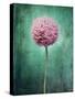 Allium, Flower, Blossom, Still Life, Allium Giganteum, Pink, Turquoise-Axel Killian-Stretched Canvas