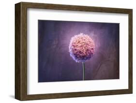 Allium, Flower, Blossom, Still Life, Allium Giganteum, Pink-Axel Killian-Framed Photographic Print