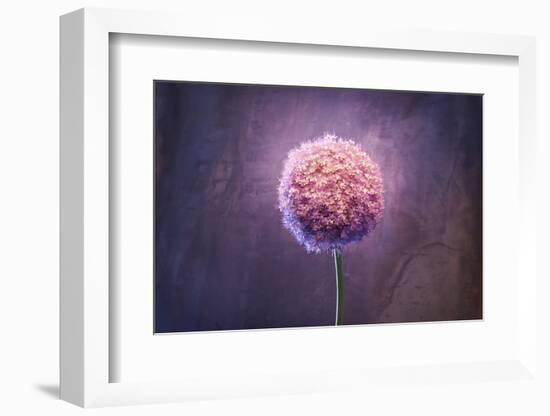Allium, Flower, Blossom, Still Life, Allium Giganteum, Pink-Axel Killian-Framed Photographic Print