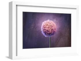 Allium, Flower, Blossom, Still Life, Allium Giganteum, Pink-Axel Killian-Framed Photographic Print