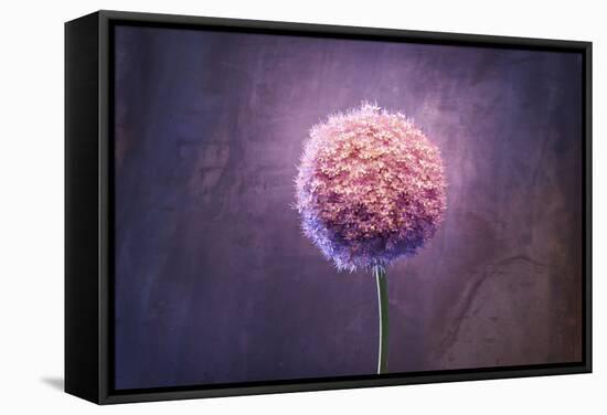 Allium, Flower, Blossom, Still Life, Allium Giganteum, Pink-Axel Killian-Framed Stretched Canvas