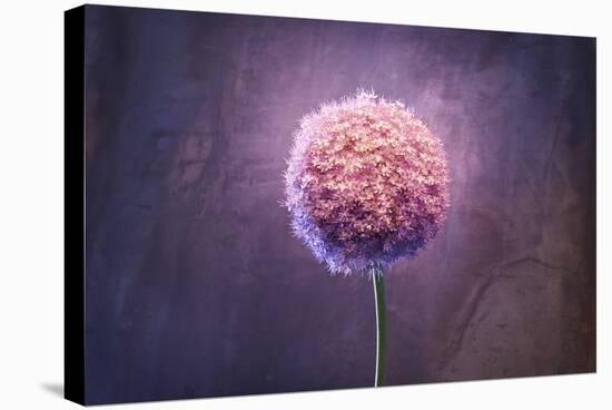 Allium, Flower, Blossom, Still Life, Allium Giganteum, Pink-Axel Killian-Stretched Canvas