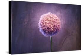 Allium, Flower, Blossom, Still Life, Allium Giganteum, Pink-Axel Killian-Stretched Canvas