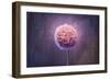 Allium, Flower, Blossom, Still Life, Allium Giganteum, Pink-Axel Killian-Framed Photographic Print