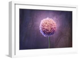 Allium, Flower, Blossom, Still Life, Allium Giganteum, Pink-Axel Killian-Framed Photographic Print