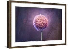 Allium, Flower, Blossom, Still Life, Allium Giganteum, Pink-Axel Killian-Framed Photographic Print