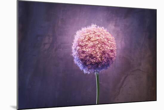 Allium, Flower, Blossom, Still Life, Allium Giganteum, Pink-Axel Killian-Mounted Photographic Print