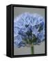 Allium flower-Clive Nichols-Framed Stretched Canvas