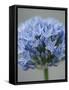 Allium flower-Clive Nichols-Framed Stretched Canvas