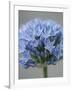 Allium flower-Clive Nichols-Framed Photographic Print