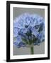 Allium flower-Clive Nichols-Framed Photographic Print