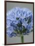 Allium flower-Clive Nichols-Framed Photographic Print