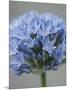 Allium flower-Clive Nichols-Mounted Photographic Print