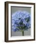 Allium flower-Clive Nichols-Framed Photographic Print