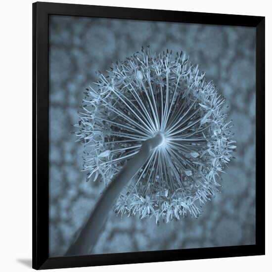 Allium Garlic Flower Close-Up-null-Framed Premium Giclee Print