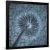 Allium Garlic Flower Close-Up-null-Framed Premium Giclee Print