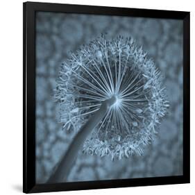 Allium Garlic Flower Close-Up-null-Framed Premium Giclee Print