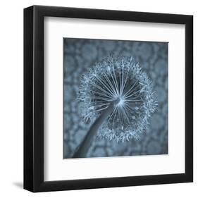 Allium Garlic Flower Close-Up-null-Framed Art Print