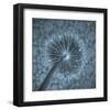 Allium Garlic Flower Close-Up-null-Framed Art Print