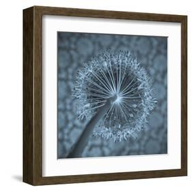 Allium Garlic Flower Close-Up-null-Framed Art Print