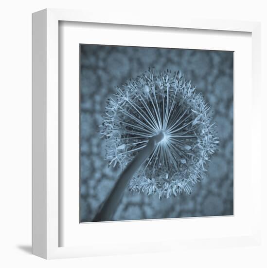 Allium Garlic Flower Close-Up-null-Framed Art Print