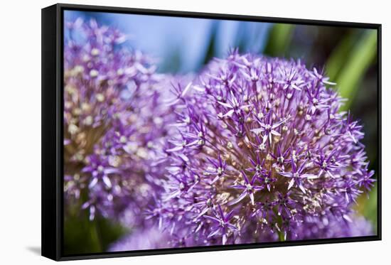 Allium Giganteum-alexmisu-Framed Stretched Canvas