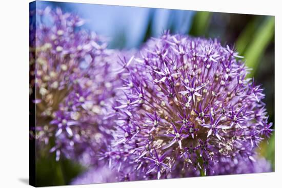 Allium Giganteum-alexmisu-Stretched Canvas