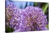 Allium Giganteum-alexmisu-Stretched Canvas