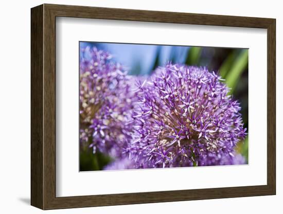 Allium Giganteum-alexmisu-Framed Photographic Print