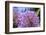 Allium Giganteum-alexmisu-Framed Photographic Print