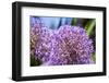 Allium Giganteum-alexmisu-Framed Photographic Print